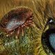 Image for article titled Feather scales, pollen grains, and a single teardrop: what photos of the microscopic world reveal